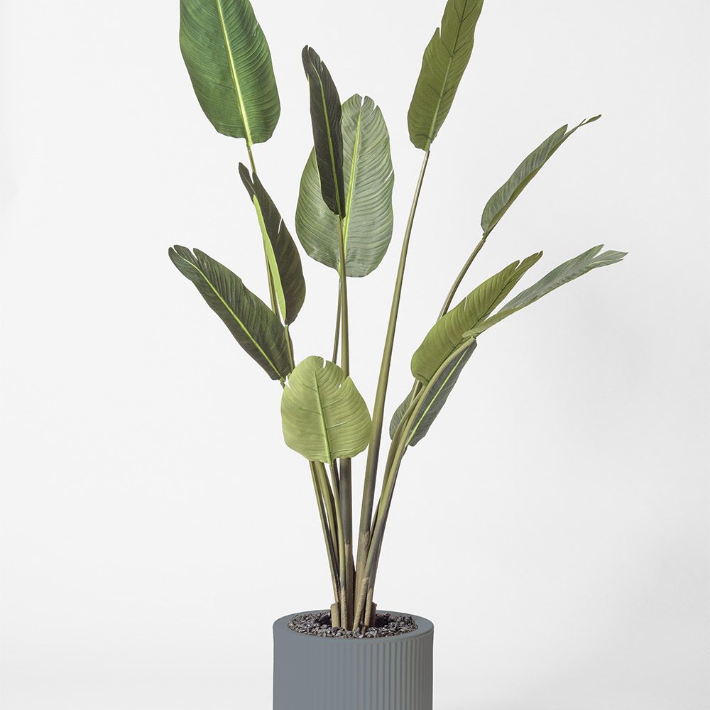 Traveller palm - Gris