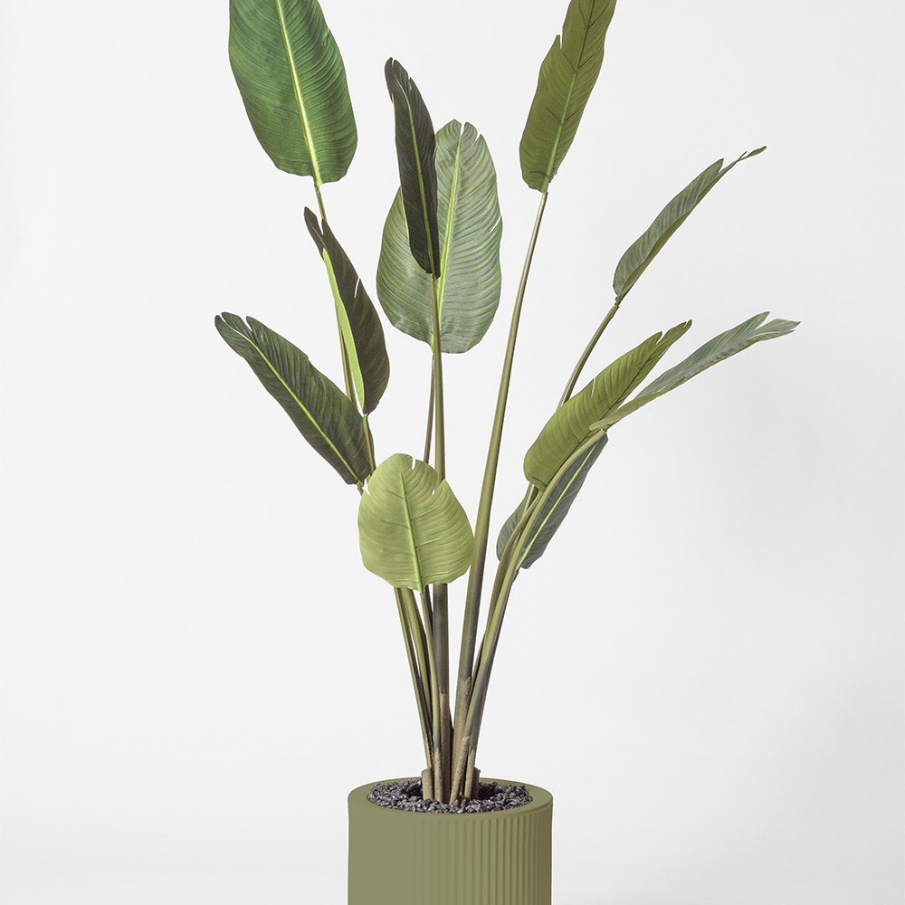Traveller palm - Jade