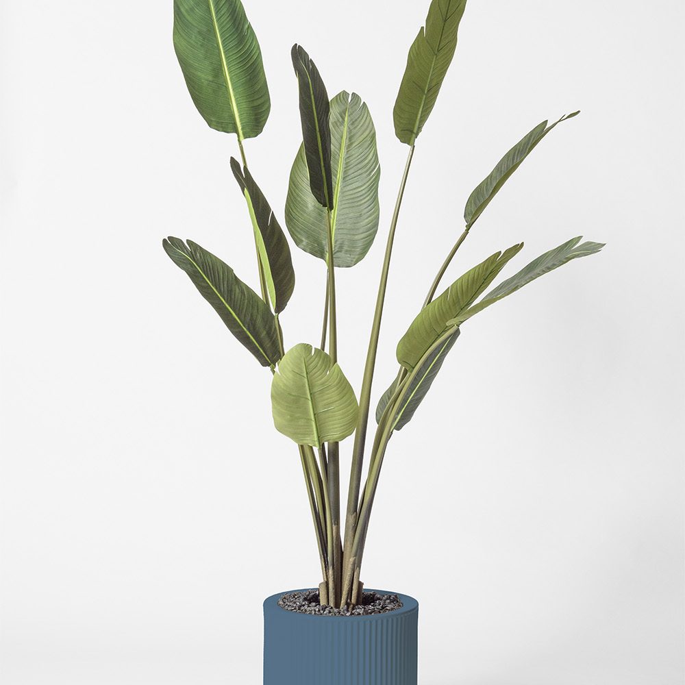 Traveller palm - Océan
