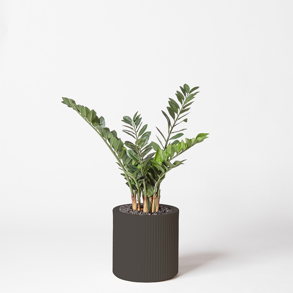 Zamia - Anthracite