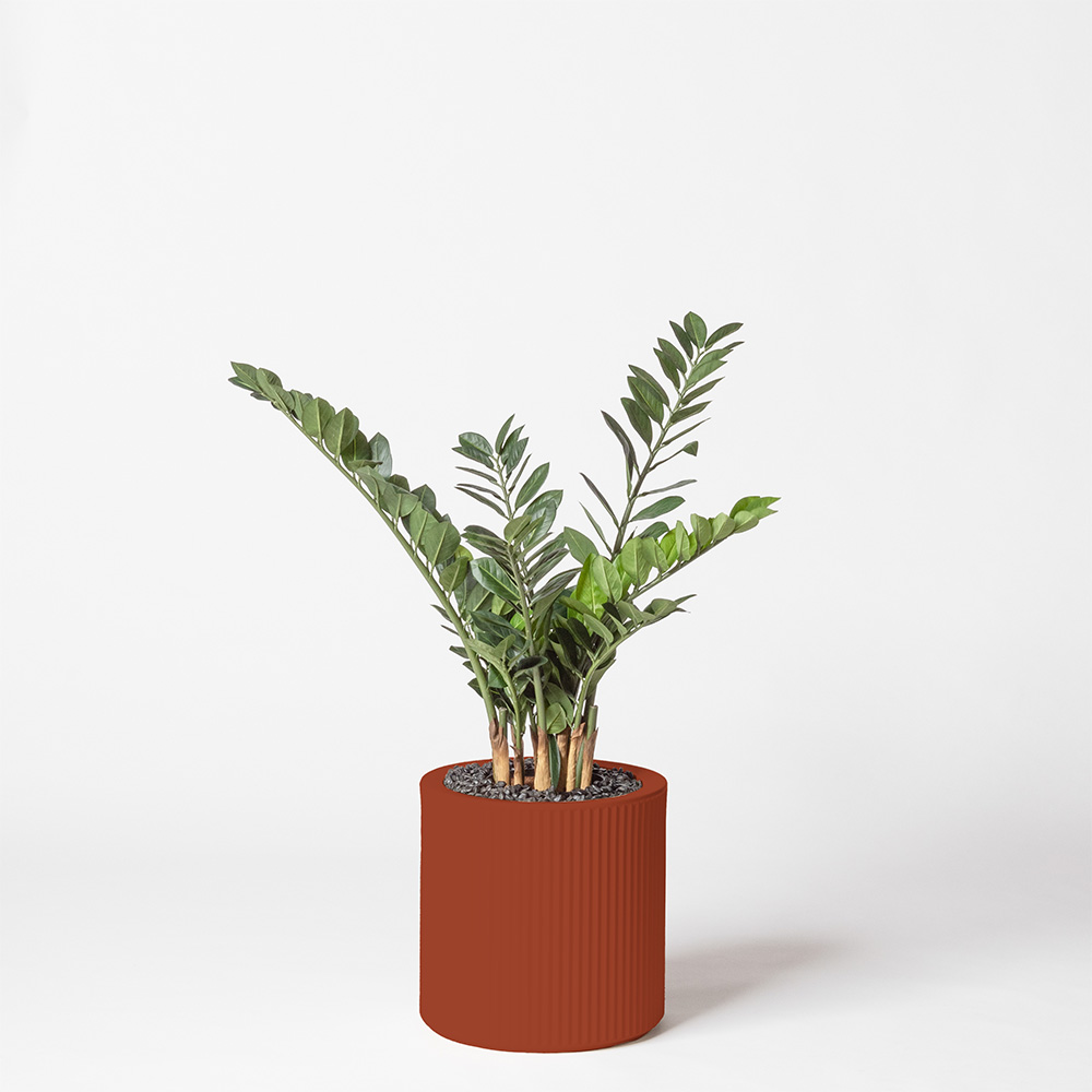 Zamia - Argile
