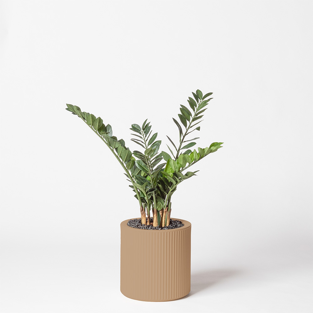 Zamia - Camel