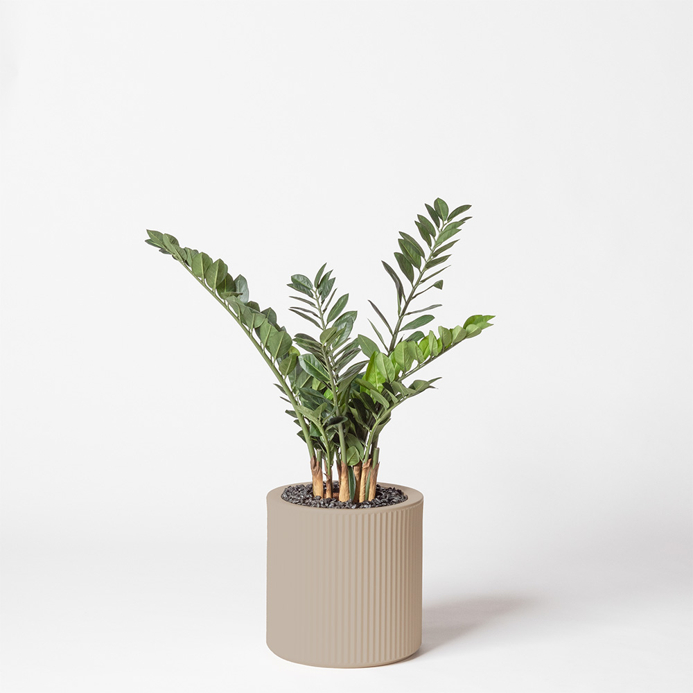 Zamia - Ecru
