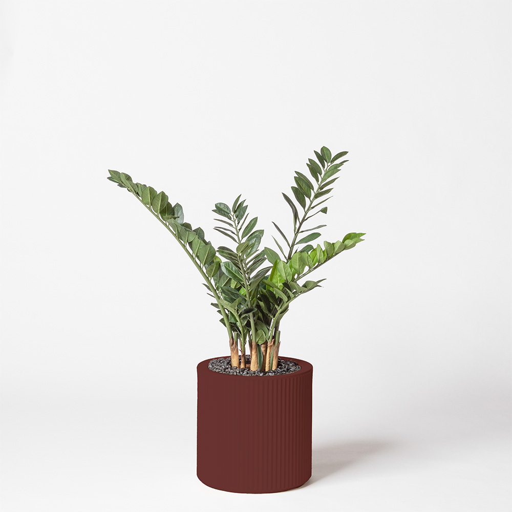 Zamia - Grenat