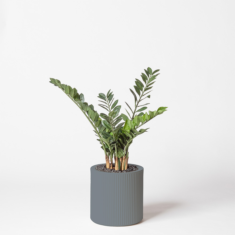 Zamia - Gris