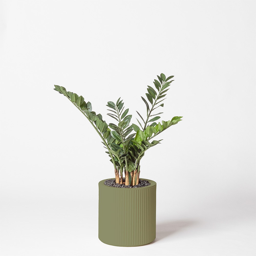 Zamia - Jade