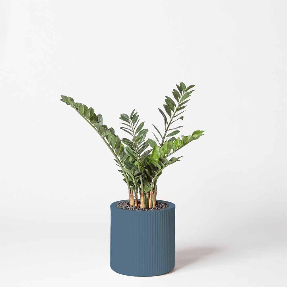 Zamia - Océan