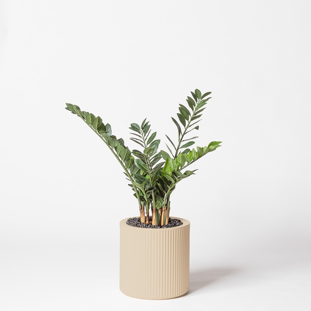 Zamia - Crème